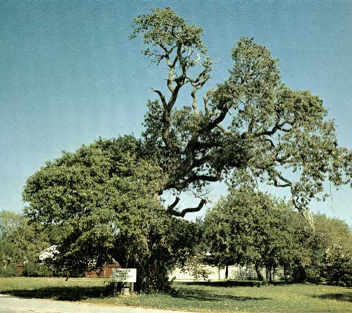 Zachary Taylor Oak-1969